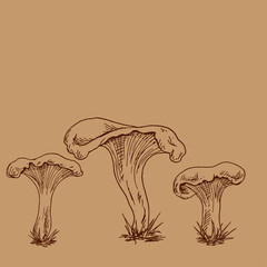 Vector hand drawn outline illustration of chanterelles on brown background. Mushroom family for your design.