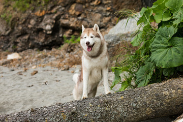 Image of beautiful Beige and white Siberian Husky dog standing on the tree on the beach