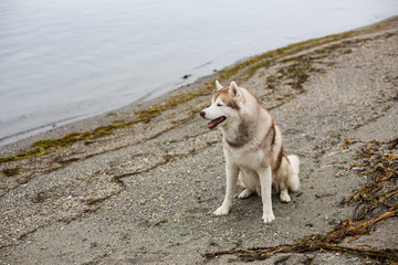 Profile Image of beautiful Beige and white Siberian Husky dog sitting on the beach and looking to the sea