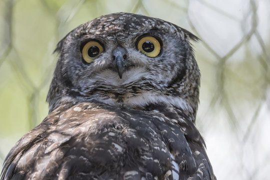 Real Owl In The Farm