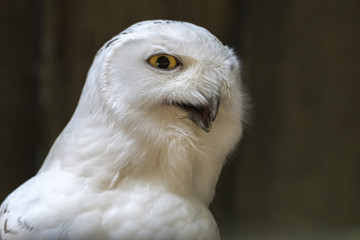 a cute snowy owl