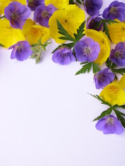 Flowers lilac and yellow isolated on white background