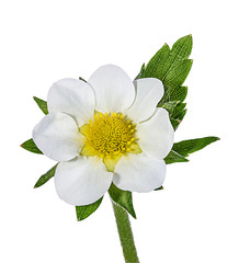 Strawberry flower isolated on white background