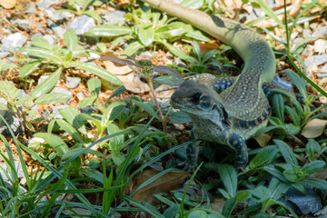 Ground lizards a reptile. It is eat insects as food. It is like my pet. It's like running in the front yard. 