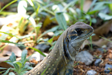 Ground lizards a reptile. It is eat insects as food. It is like my pet. It's like running in the front yard. 