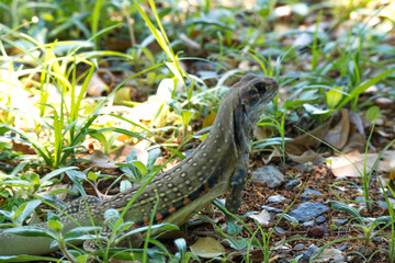 Ground lizards a reptile. It is eat insects as food. It is like my pet. It's like running in the front yard. 