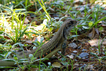 Ground lizards a reptile. It is eat insects as food. It is like my pet. It's like running in the front yard. 