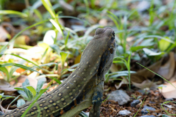 Ground lizards a reptile. It is eat insects as food. It is like my pet. It's like running in the front yard. 