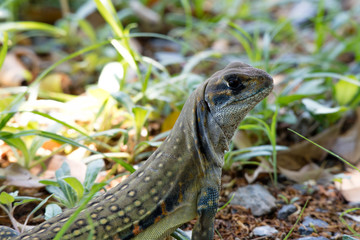 Ground lizards a reptile. It is eat insects as food. It is like my pet. It's like running in the front yard. 