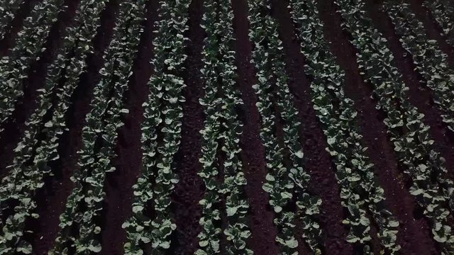 Field vegetables growing watering in California 1