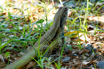 Naklejka na ściany i meble Ground lizards a reptile. It is eat insects as food. It is like my pet. It's like running in the front yard. 