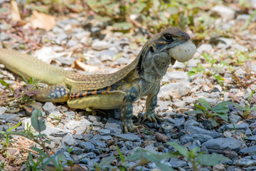 Ground lizards a reptile. It is eat insects as food. It is like my pet. It's like running in the front yard. 