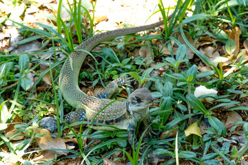Ground lizards a reptile. It is eat insects as food. It is like my pet. It's like running in the front yard. 
