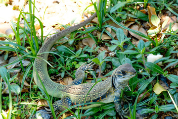 Ground lizards a reptile. It is eat insects as food. It is like my pet. It's like running in the front yard. 