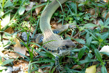 Ground lizards a reptile. It is eat insects as food. It is like my pet. It's like running in the front yard. 