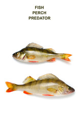 River perch on a white background, freshwater fish.
