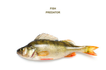 River perch on a white background, freshwater fish.