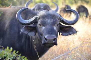 African buffalo cow
