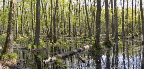 Swamp with alder trees in springtime, was seen in Brandenburg, Germany