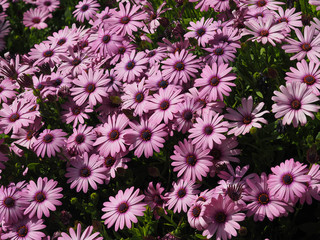 Pink daisybush field, Jordan