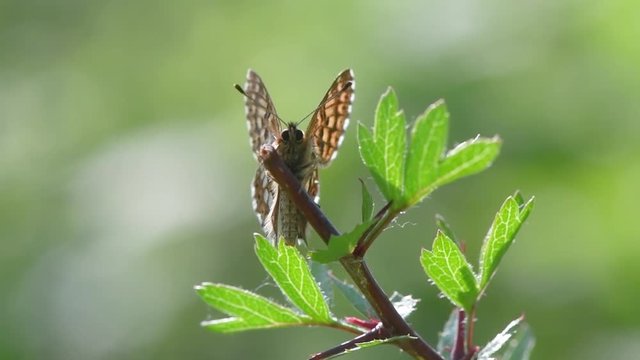 Duke of Burgundy fritillary butterfly perched on vegetation. Male insect in the family Riodinidae, perched on leaf