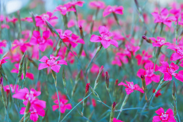 Obraz na płótnie Canvas Field flowers. Field carnations in the meadow.