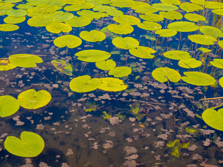 Water lilies on water at Pickmere lake, Pickmere, Cheshire, UK