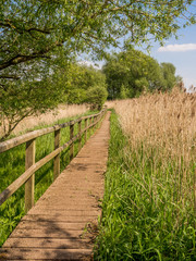 Fototapeta na wymiar Wooden walkway across reedbed at Pickmere Lake, Cheshire, UK