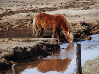 Red Icelandic horse, Iceland