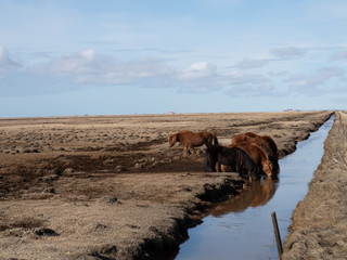 Group of Icelandic horse