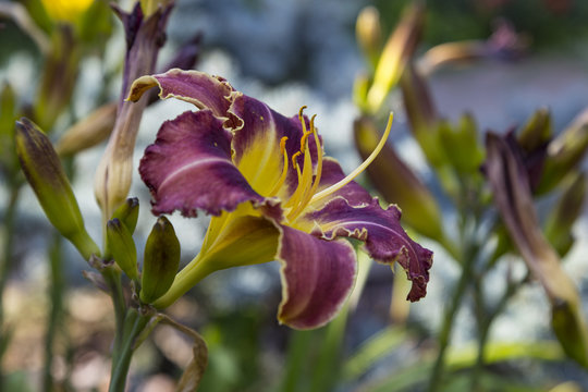  Hemerocallis David Kirchhoff
