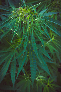 Cannabis Bush close-up, hallucinogenic drug herb.