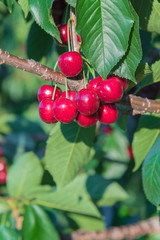 Close-up of ripe cherries on cherry tree in orchard