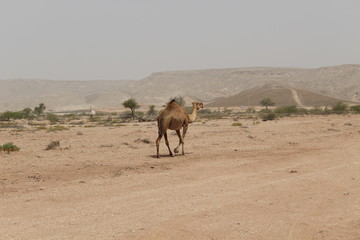 camel in oman 