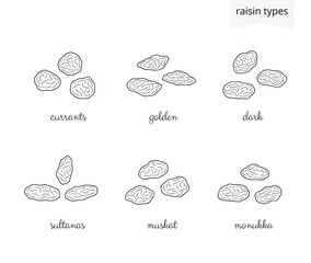 Collection of hand drawn raisins.