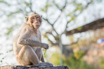 Hungry monkey