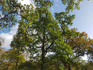 look up ath the trees
