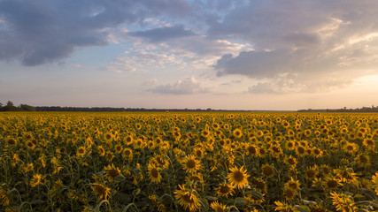 A sunflower field at sunrise