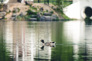 Fototapeta na wymiar duck floating in a pond in a park