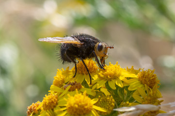 Tachina grossa fly nectaring. The largest European tachinid, in the family Tachinidae, with hairy black thorax and abdomen