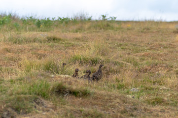 Red grouse (Lagopus lagopus) on moorland. Covey of game birds camouflaged on North Yorkshire Moors, England, UK