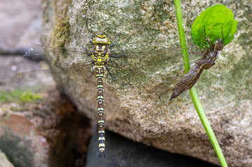 Southern hawker (Aeshna cyanea) dragonfly with exuvia. Female insect in the order Odonata, family Aeshnidae, alongside shed larval skin