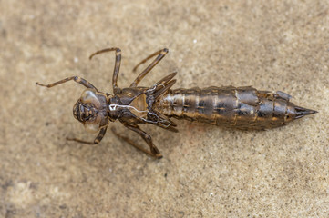 Southern hawker (Aeshna cyanea) exuvia. Shed larval skin of female insect in the order Odonata, family Aeshnidae