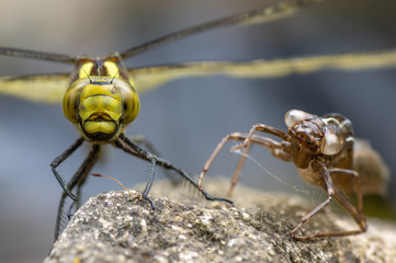 Southern hawker (Aeshna cyanea) dragonfly with exuvia, head on. Female insect in the order Odonata, family Aeshnidae, alongside shed larval skin