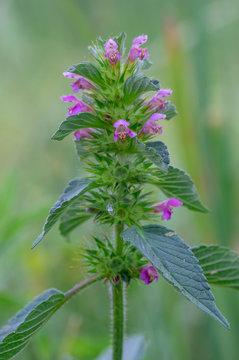 Bifid hemp-nettle (Galeopsis bifida). Plant in the family Lamiaceae with pink flowers, the lowest lobe of which is notched