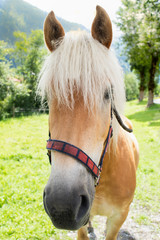 Brown horse portrait with blonde mane