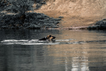 a German shepherd dog swimming in a pond in a park