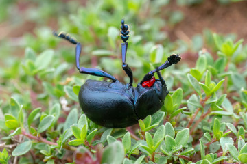 Bloody-nosed beetle (Timarcha tenebricosa) defensive response. A large flightless beetle in the family Chrysomelidae, with red liquid exuded from head in response to attack