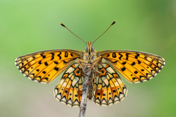 Small pearl-bordered fritillary (Boloria selene) underside. Butterfly in the family Nymphalidae at rest showing mosaic pattern on open wings