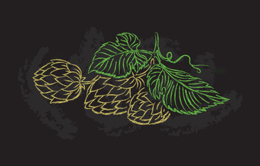 hand drawing of a branch of hops. vector illustration